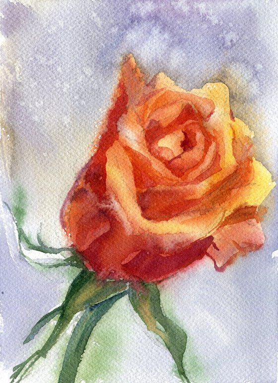 Blooming orange rose bud