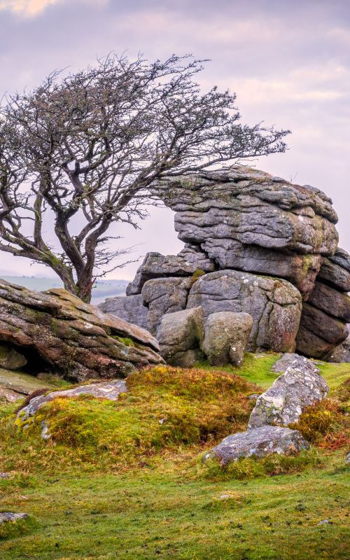 Hawthorn Tree And Granite Outcrop, Saddle Tor, Dartmoor, Devon by Paul Nash