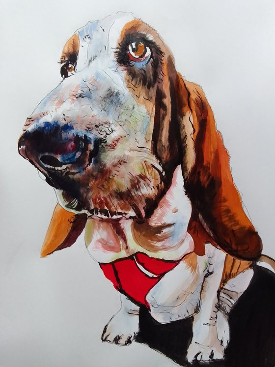 Bassethound