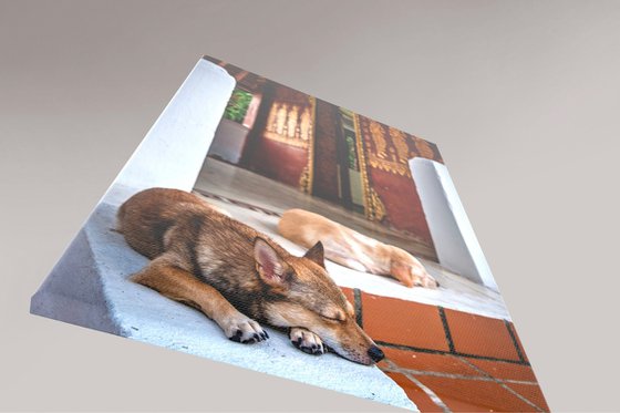 Temple Dogs of Laos No.2