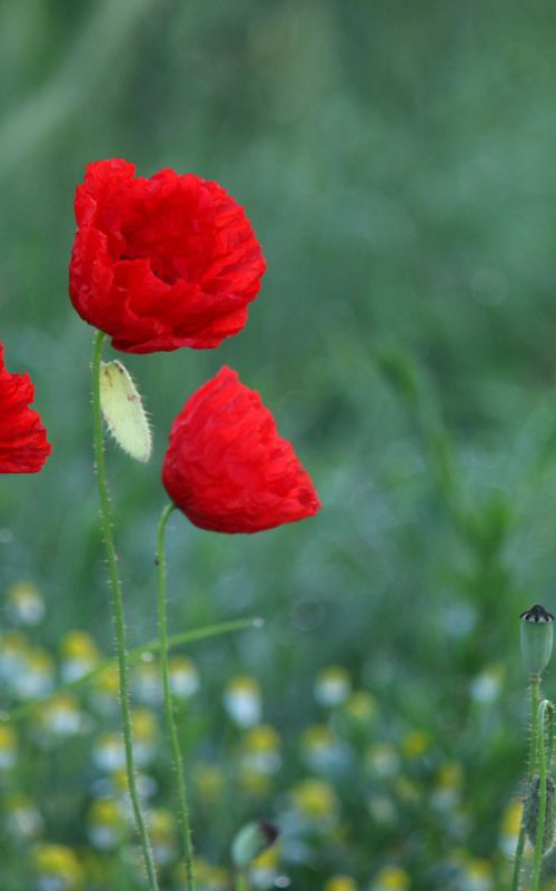 Poppies at dawn by Sonja  Čvorović