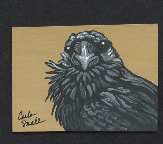 Crow Raven