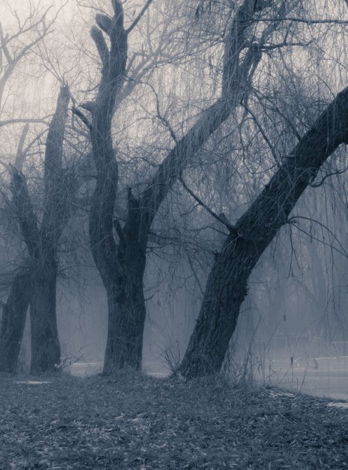 Trees in the fog by Vlad Durniev