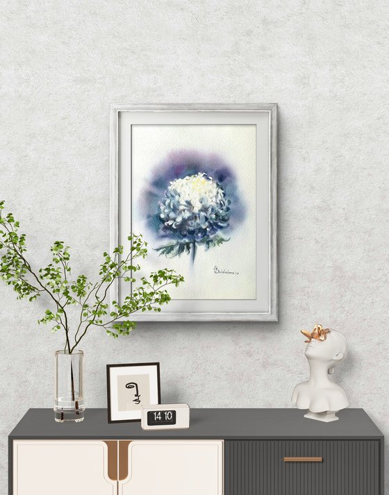 Chrysanthemum white flower