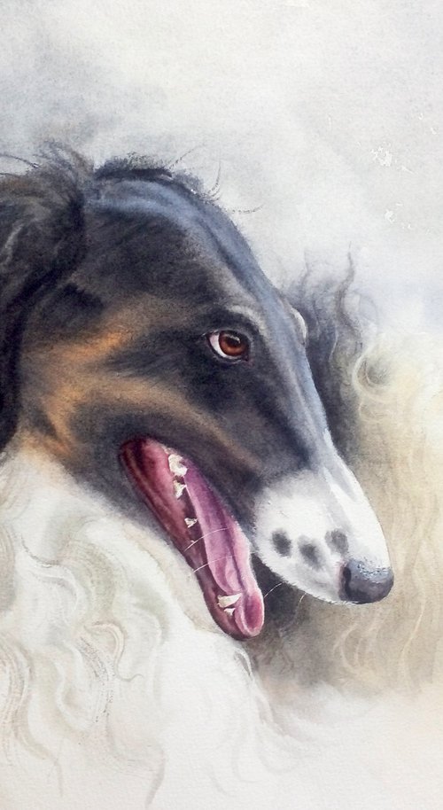 Borzoi Russian wolfhound - by Olga Beliaeva Watercolour