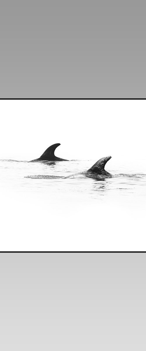 Risso's Dolphins by 27MM