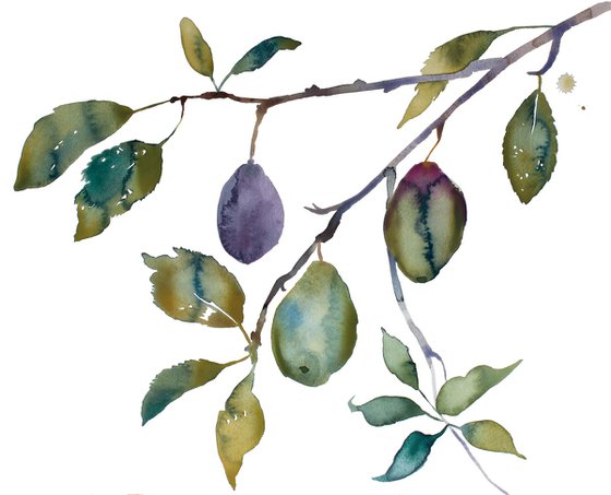 Plum Study