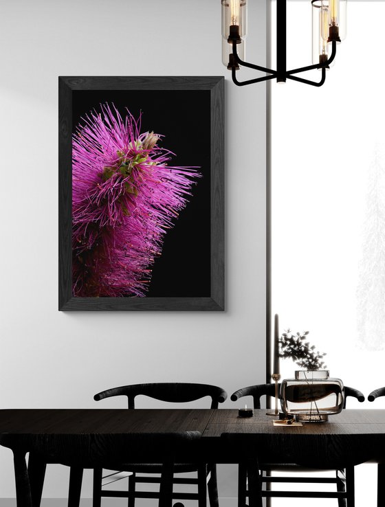 Callistemon Purple Cloud Bottlebrush