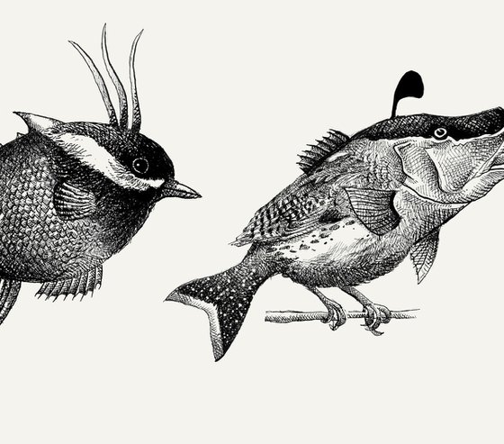 Birdfish species