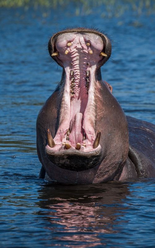 Technicolor Yawn by Nick Dale