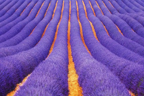 Lavender Geometry - Landscape Art Photo by Peter Zelei