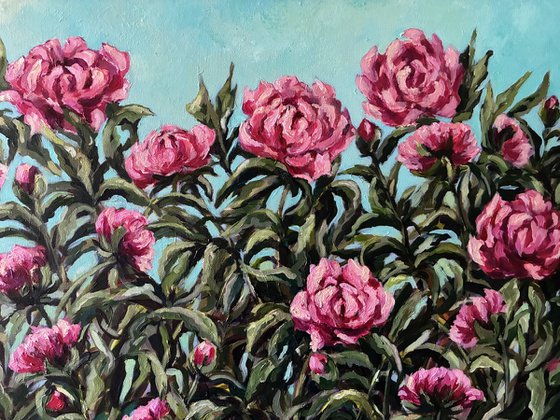 Peonies