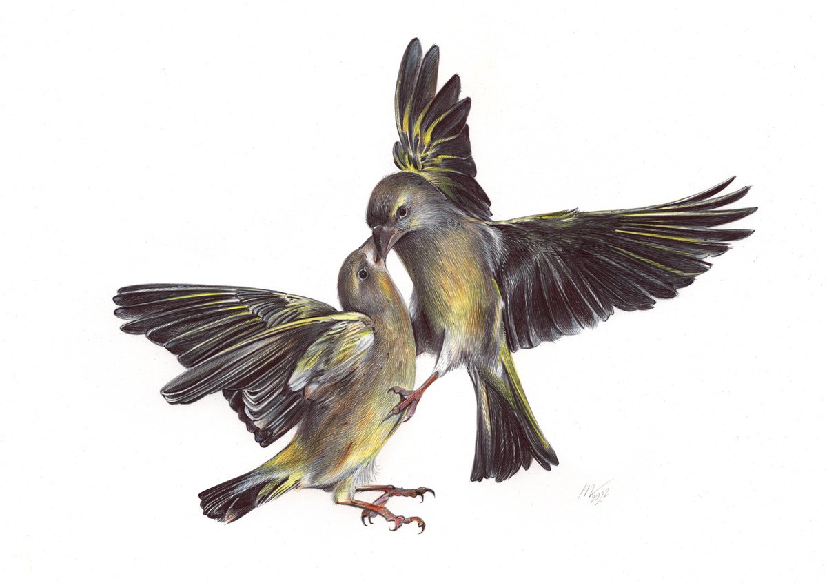 Photorealistic Animal Drawing By Daria Maier, 13 X 9, Eurasian Siskin, Original Artwork