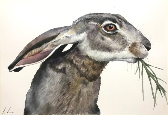 Hare