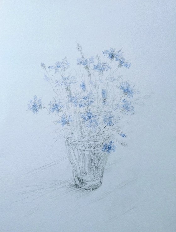 Cornflowers. Original pencil drawing.