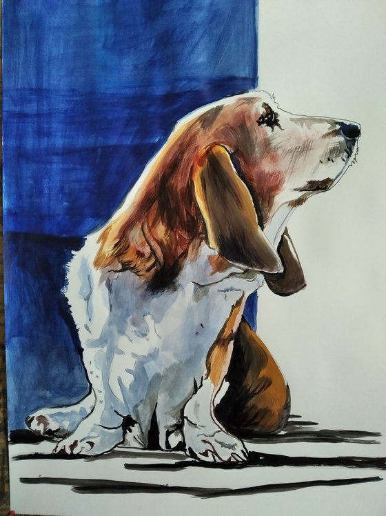 Basset Hound