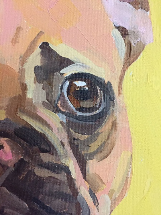 Hercules The French Bulldog By Katharine Rowe Artfinder