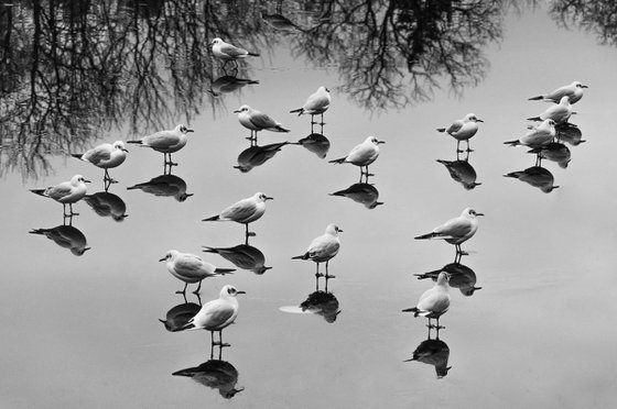 Birds gathering (from the "Birds" set)