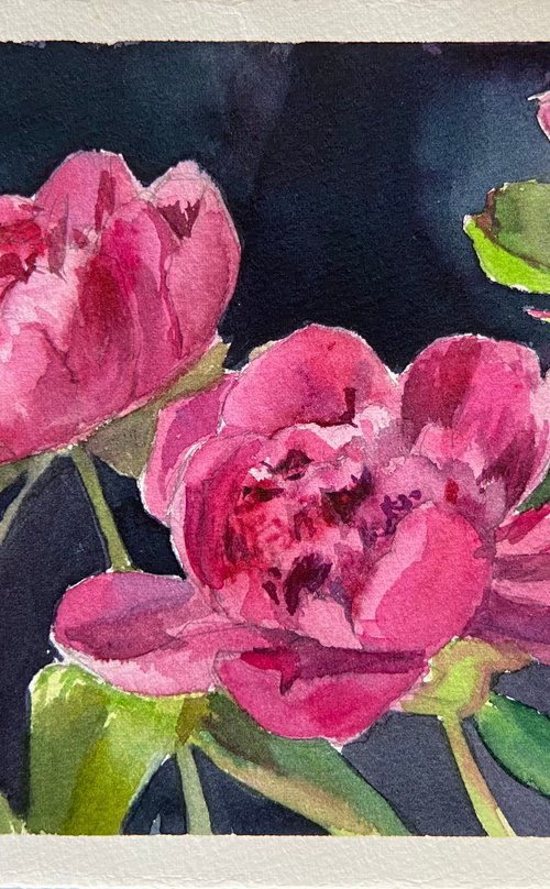 Peonies by Nataliia Nosyk