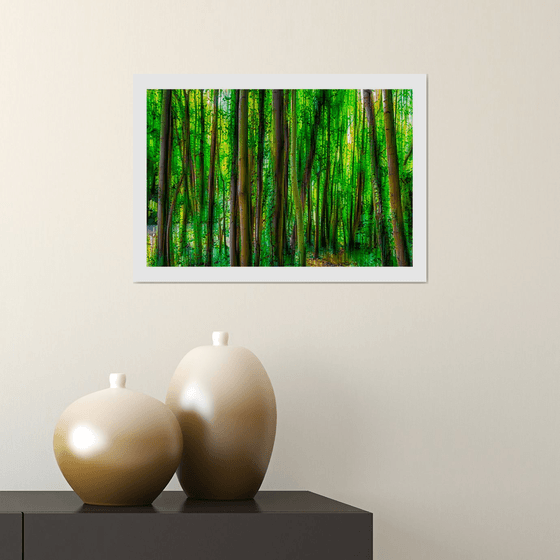 Abstract Forest 1. Limited Edition 1/50 15x10 inch Photographic Print