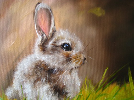 Baby Bunny in Grass