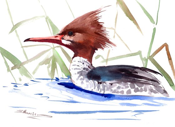 Red breasted Merganser Duck painting