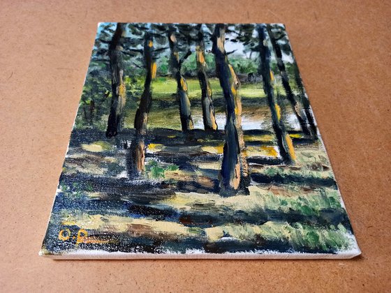 Pine trees on the coast