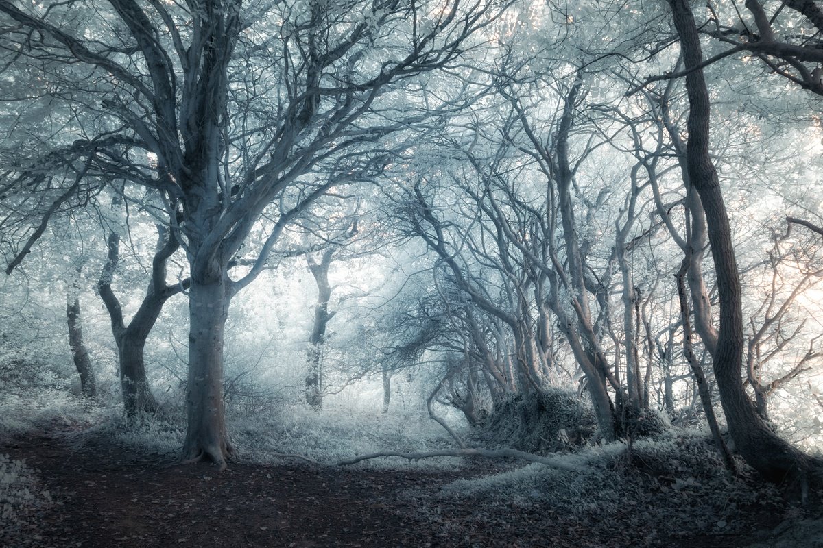 Infrared Idless Woods by Paul Nash