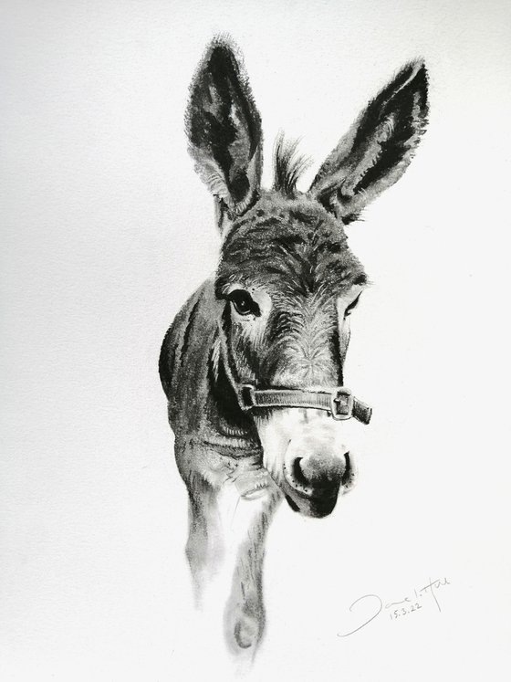 Donkey love