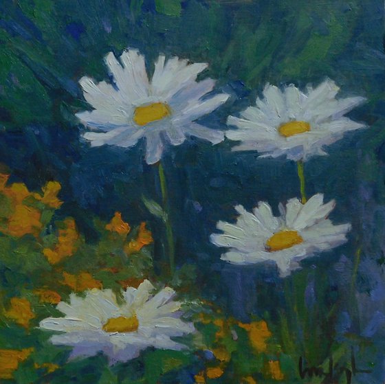 Daisies in a Summer Garden