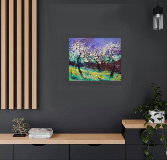 Appletrees in blossom -6523