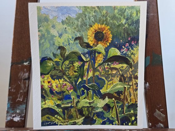 Sunflower