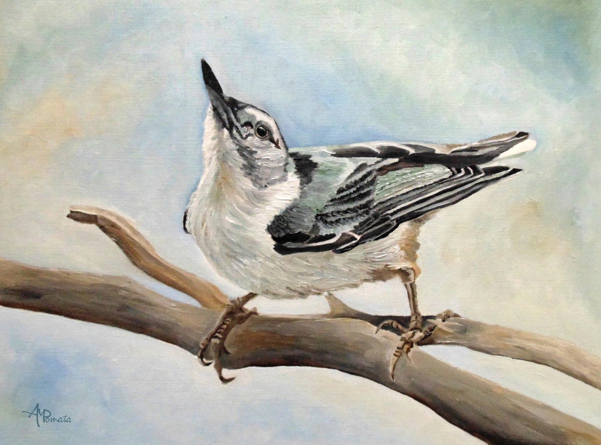 Impressionistic Animal Oil Painting By Angeles M. Pomata, 13 X 10, White-Breasted Nuthatch, Original Artwork