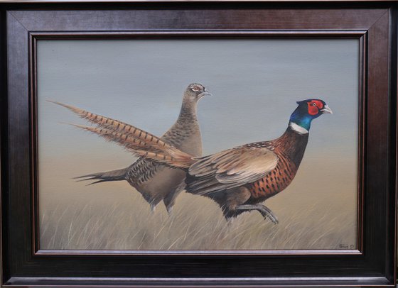 Pheasants, Ring-necked rooster and Hen
