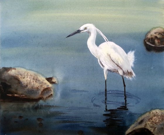 Great White Egret  - egret bird – wildlife nature lake  stones
