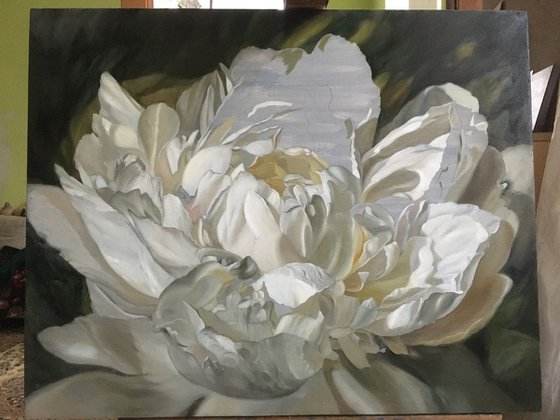 White peony 2