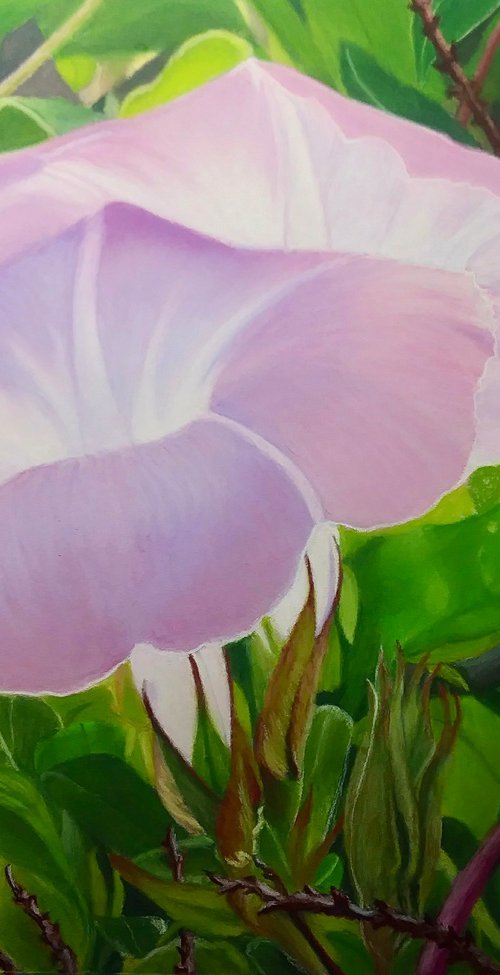 Soft Light by Laurie Cartwright