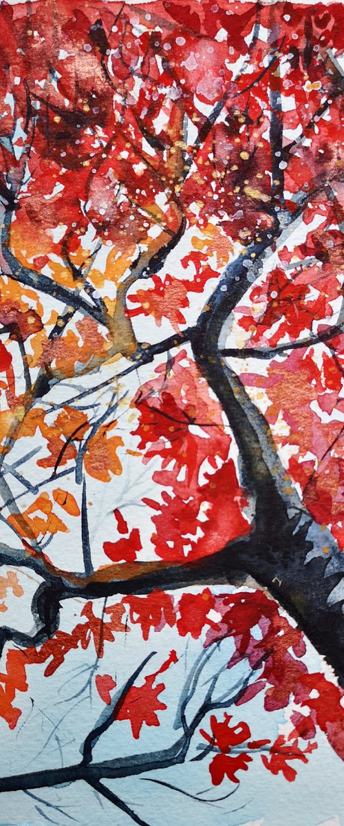 Red Maple in Milan by Jelena Nova