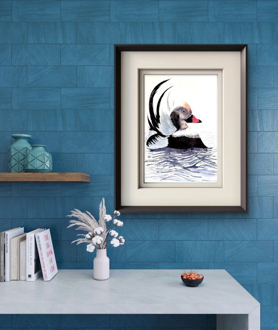 Long-tailed duck Moretta codon