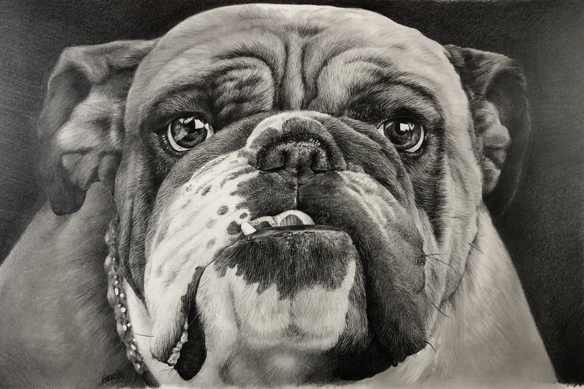 English Bulldog by Steve Gormally