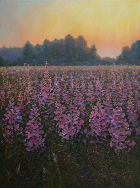 Sunset Over The Fireweed Field