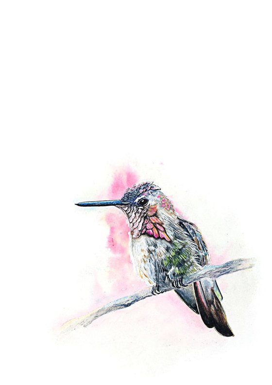 Hummingbird