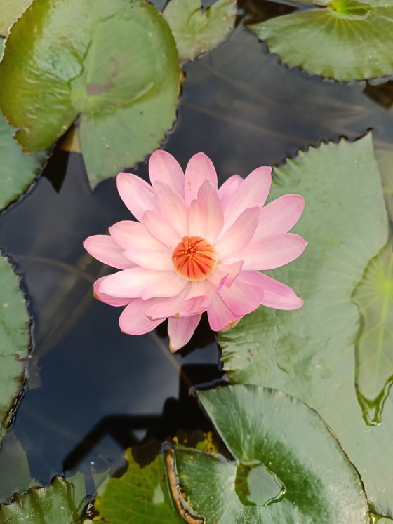 Lotus beauty