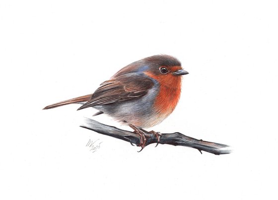 European Robin