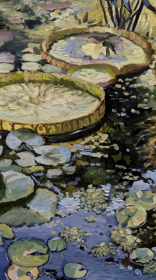 Lily Pond Reflections by Harriet Lawless