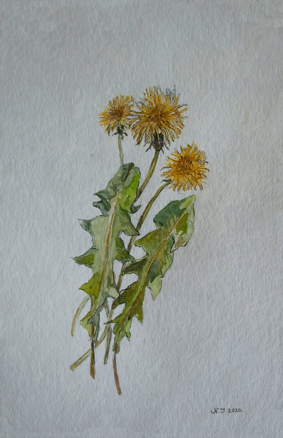 Dandelion arrangement III