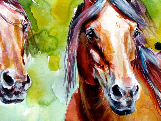 Horse friendship