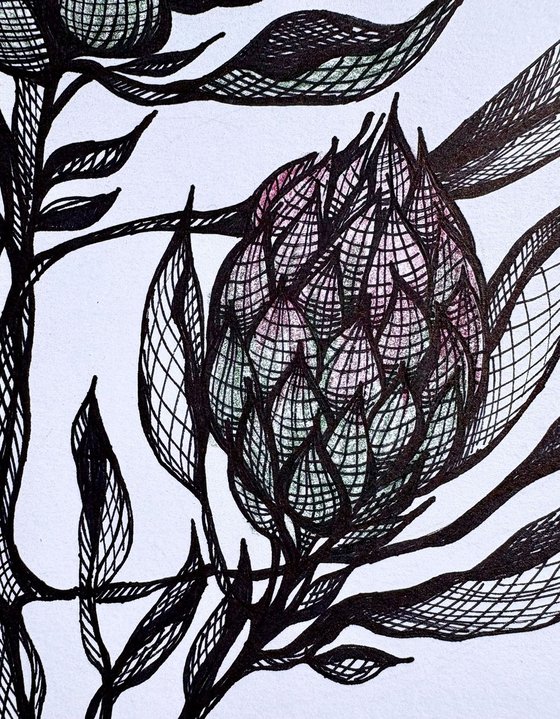 PROTEA FLOWER