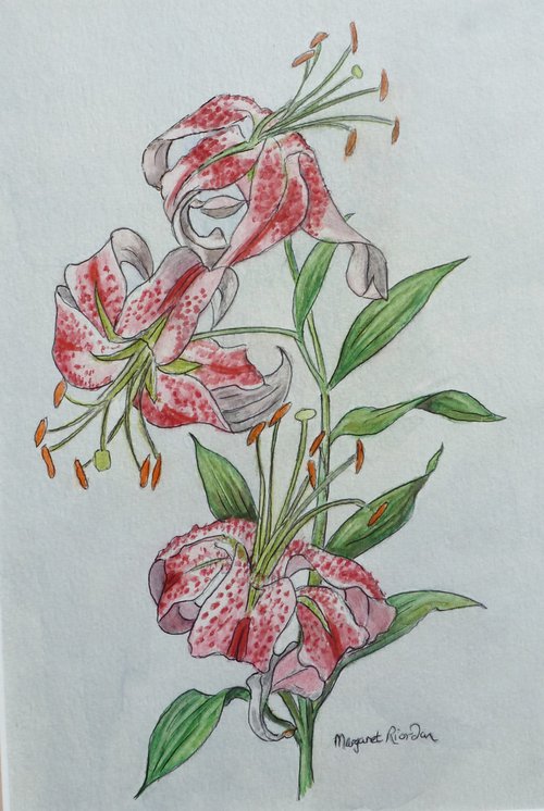 Oriental Lily by Margaret Riordan