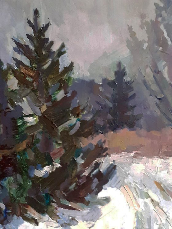 Christmas Trees Covered with Snow
